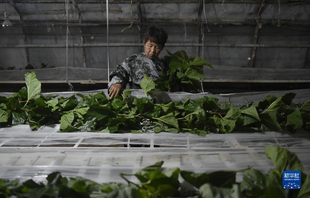大满贯软件官方网址